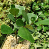 Ficus triangularis ‘Triangle Ficus’