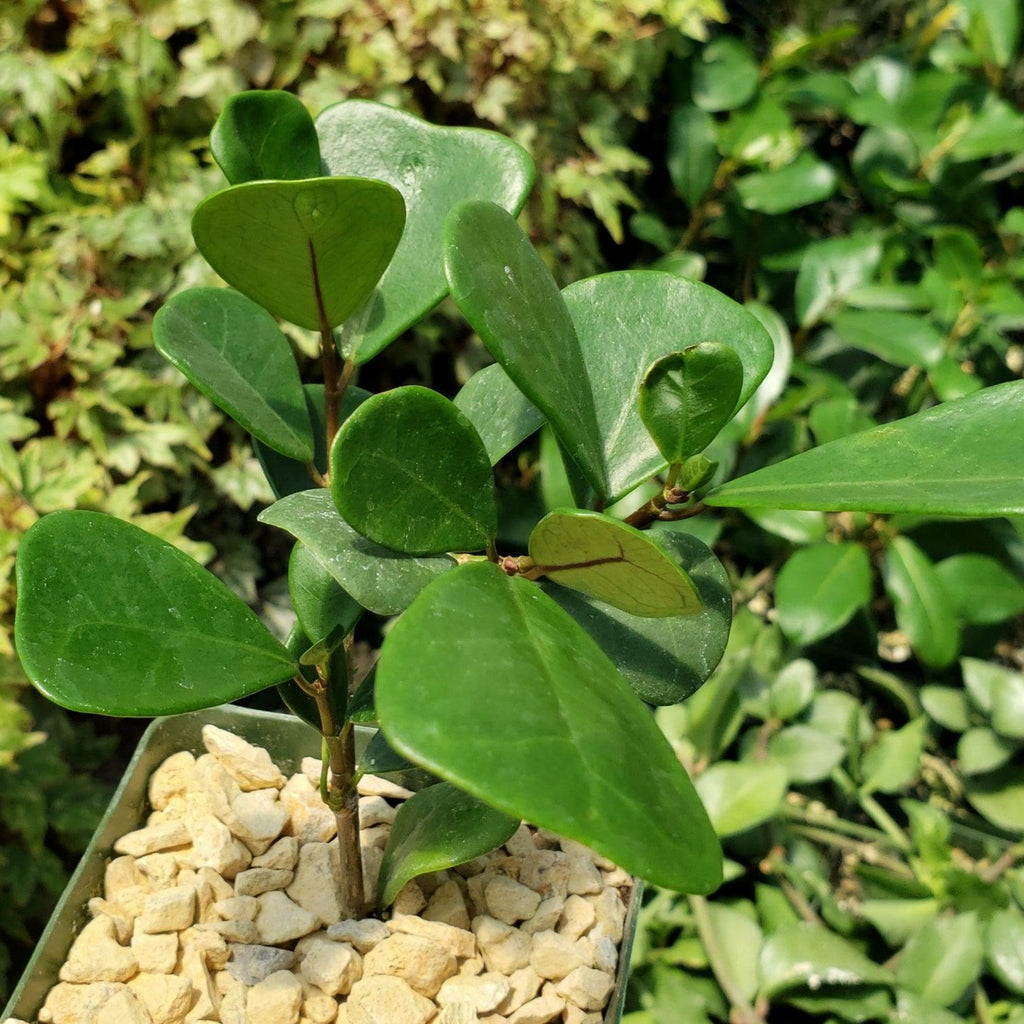 Ficus triangularis ‘Triangle Ficus’