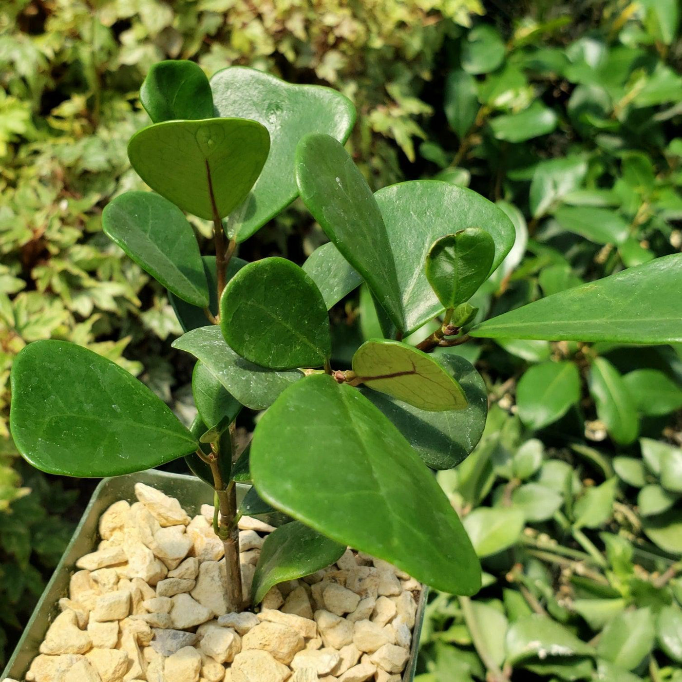 Fixus Tree Triangular Shop ‘Ficus triangularis – Triangle Ficus’ Care and Growing Guide ...
