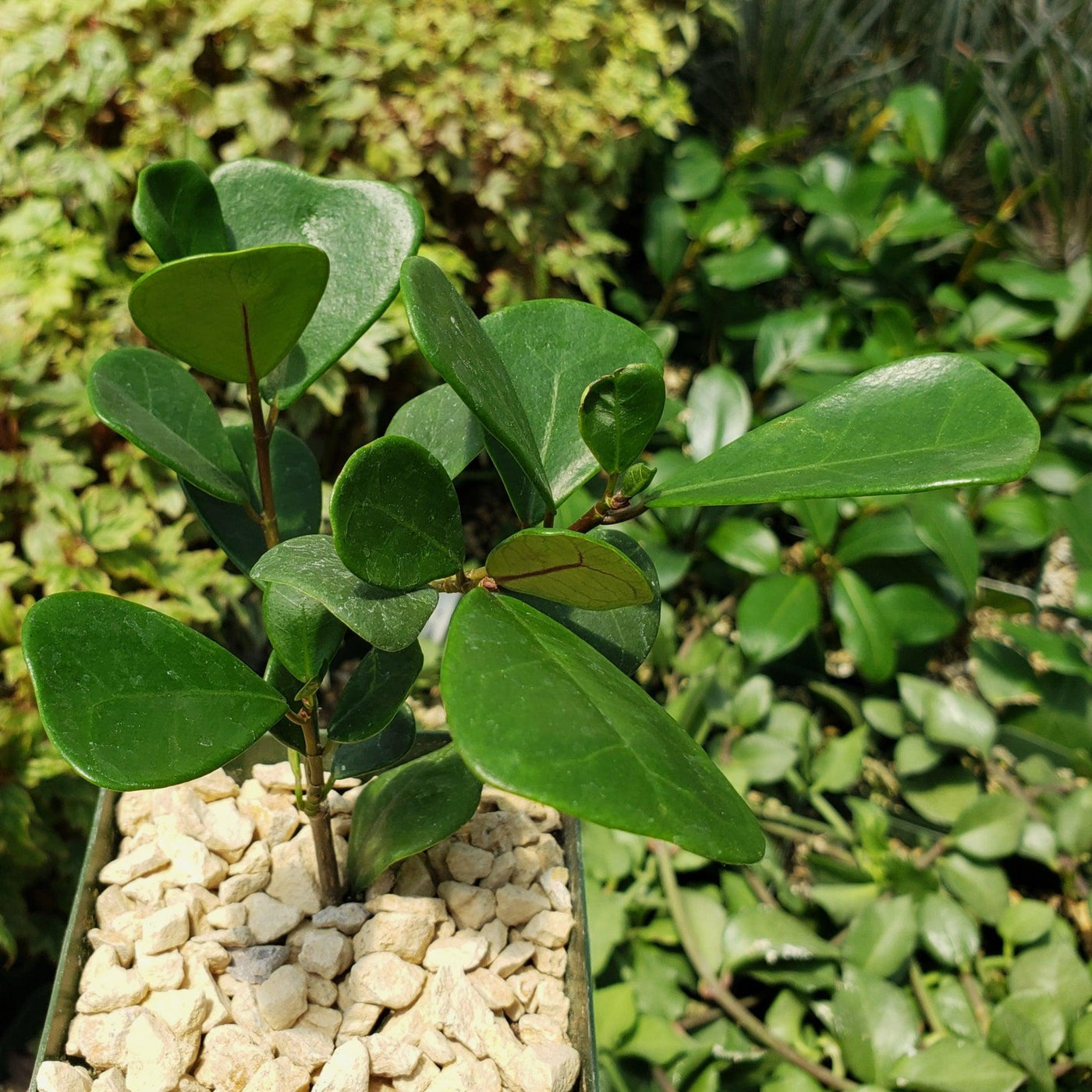 is ficus triangularis an indoor plant Ficus triangularis ‘Triangle Ficus’
