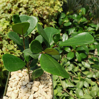 Ficus triangularis