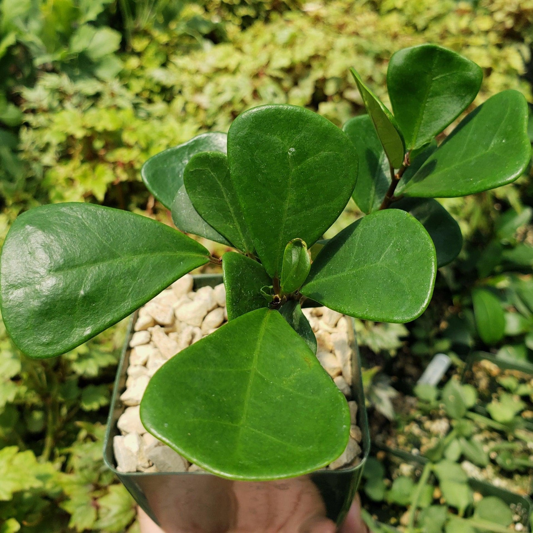 Fixus Tree Triangular Shop ‘Ficus triangularis – Triangle Ficus’ Care and Growing Guide ...