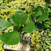 Ficus triangularis ‘Triangle Ficus’