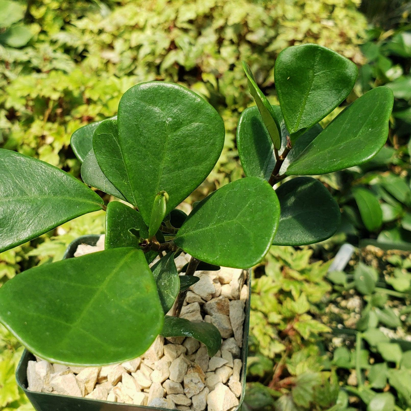 Fixus Tree Triangular Shop ‘Ficus triangularis – Triangle Ficus’ Care and Growing Guide ...