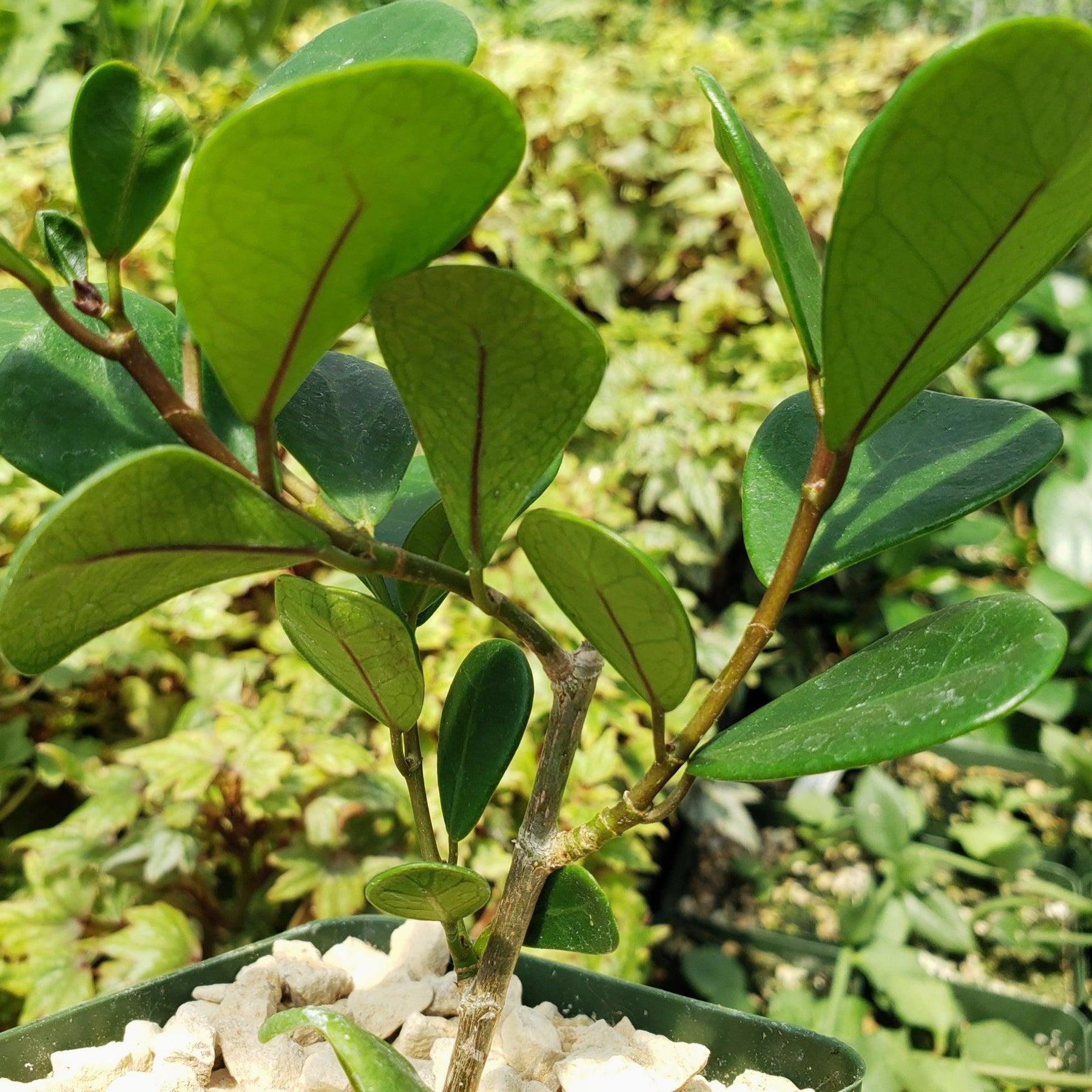 Fixus Tree Triangular Shop ‘Ficus triangularis – Triangle Ficus’ Care and Growing Guide ...