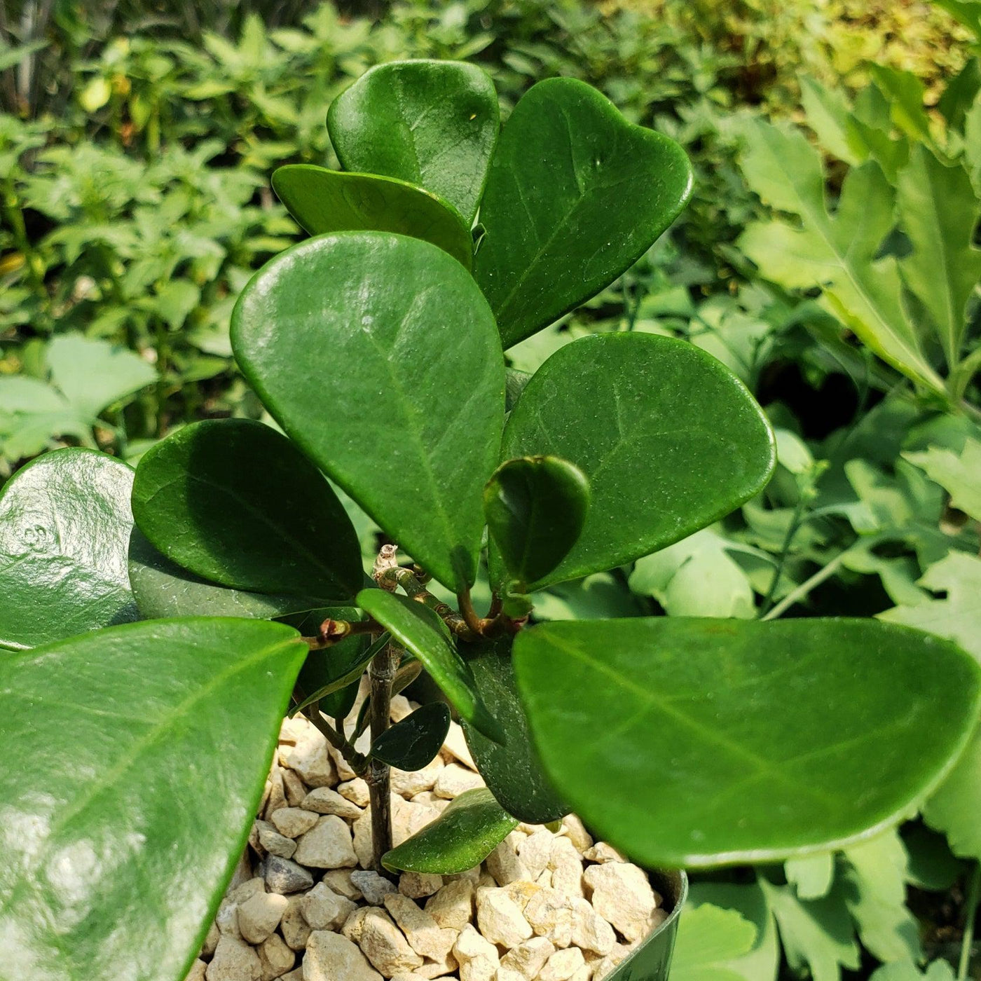 is ficus triangularis an indoor plant Shop 'Ficus triangularis – Triangle Ficus' Care and Growing Guide