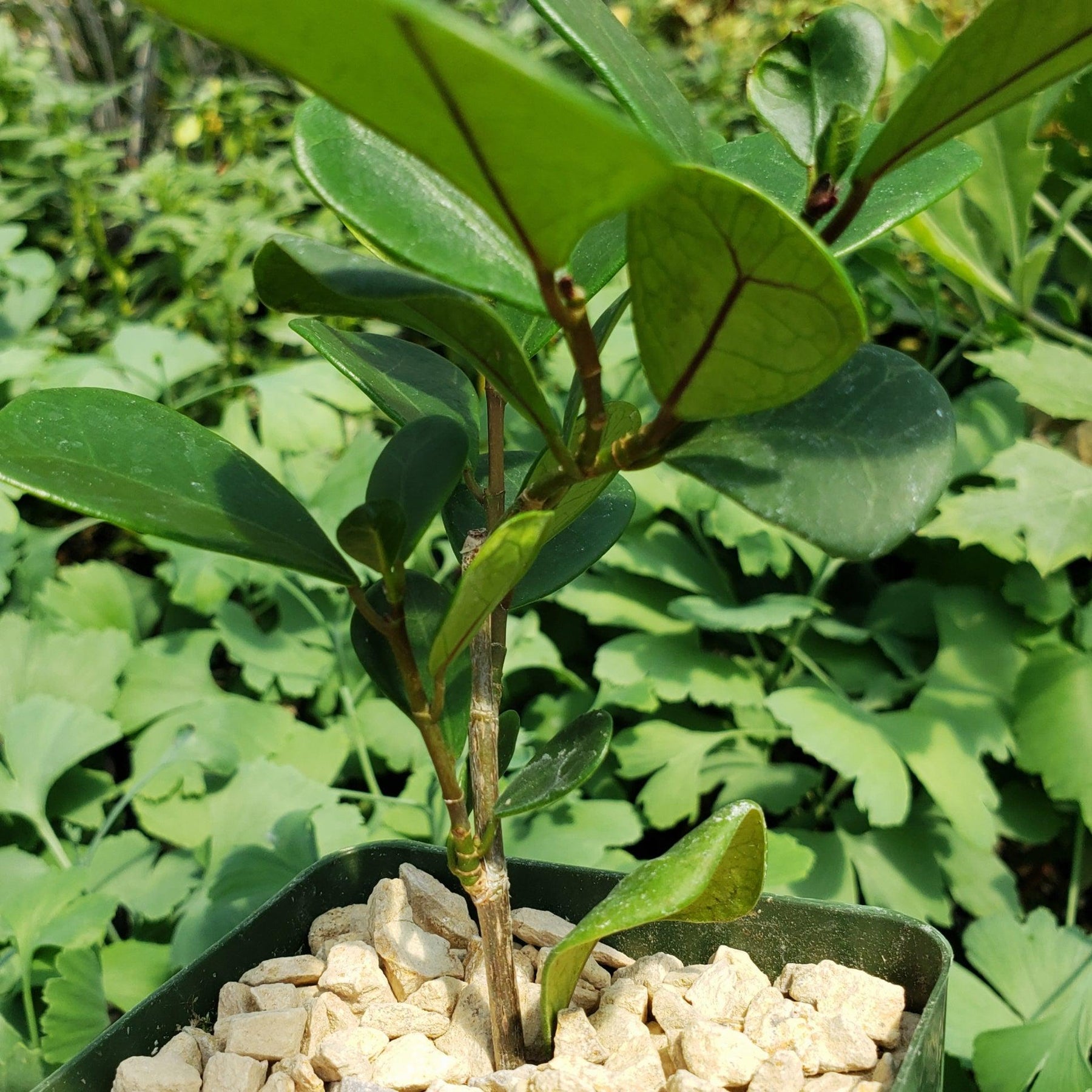 Fixus Tree Triangular Shop ‘Ficus triangularis – Triangle Ficus’ Care and Growing Guide ...