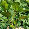 Ficus triangularis ‘Triangle Ficus’