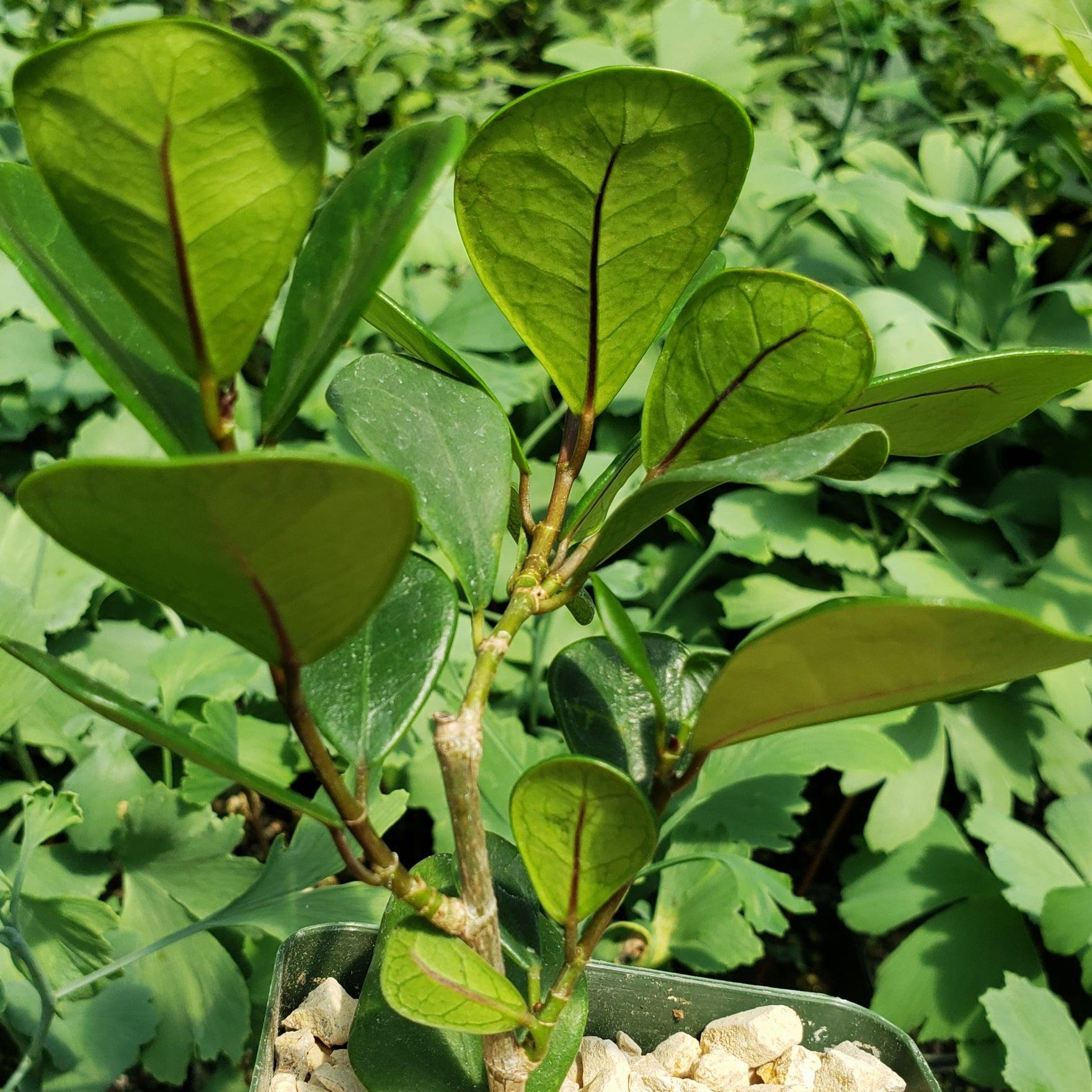 Fixus Tree Triangular Shop ‘Ficus triangularis – Triangle Ficus’ Care and Growing Guide ...