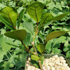 Ficus triangularis ‘Triangle Ficus’