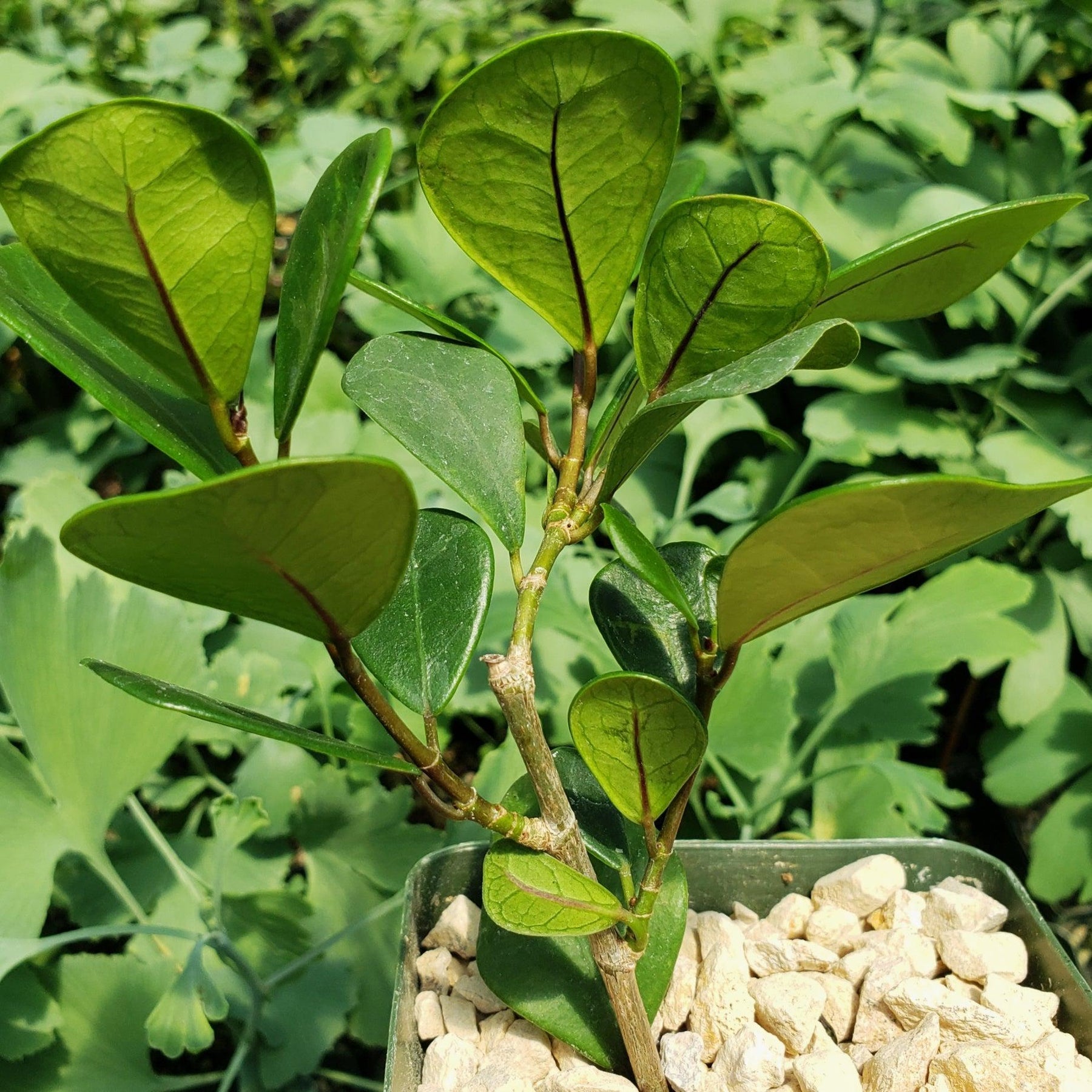 Fixus Tree Triangular Shop ‘Ficus triangularis – Triangle Ficus’ Care and Growing Guide ...