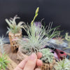 Tillandsia Filifolia