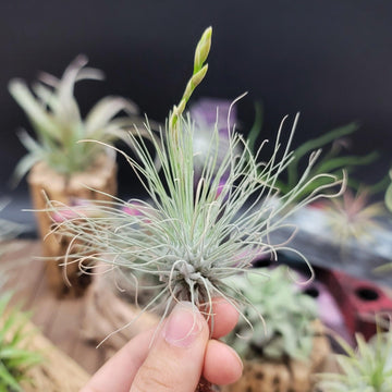 air plant origin Tillandsia Filifolia