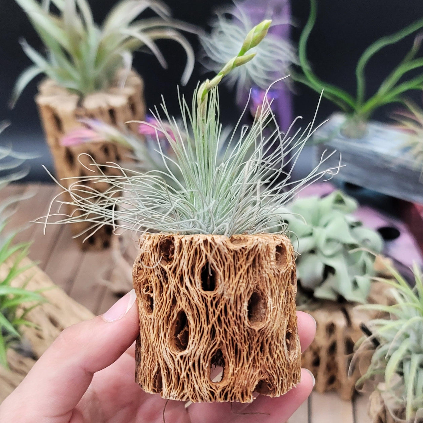 air plants mexico Shop For Tillandsia Filifolia | Thin-Leafed Air Plant