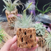 Tillandsia Filifolia