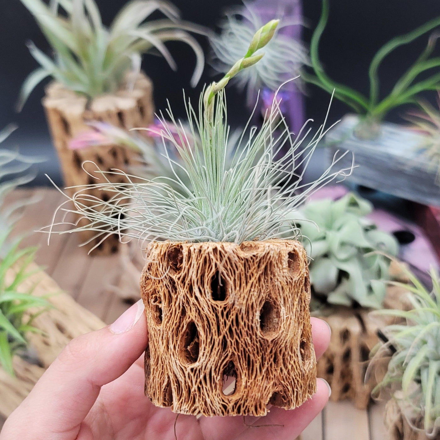 long skinny plant that filters air Shop For Tillandsia Filifolia | Thin-Leafed Air Plant