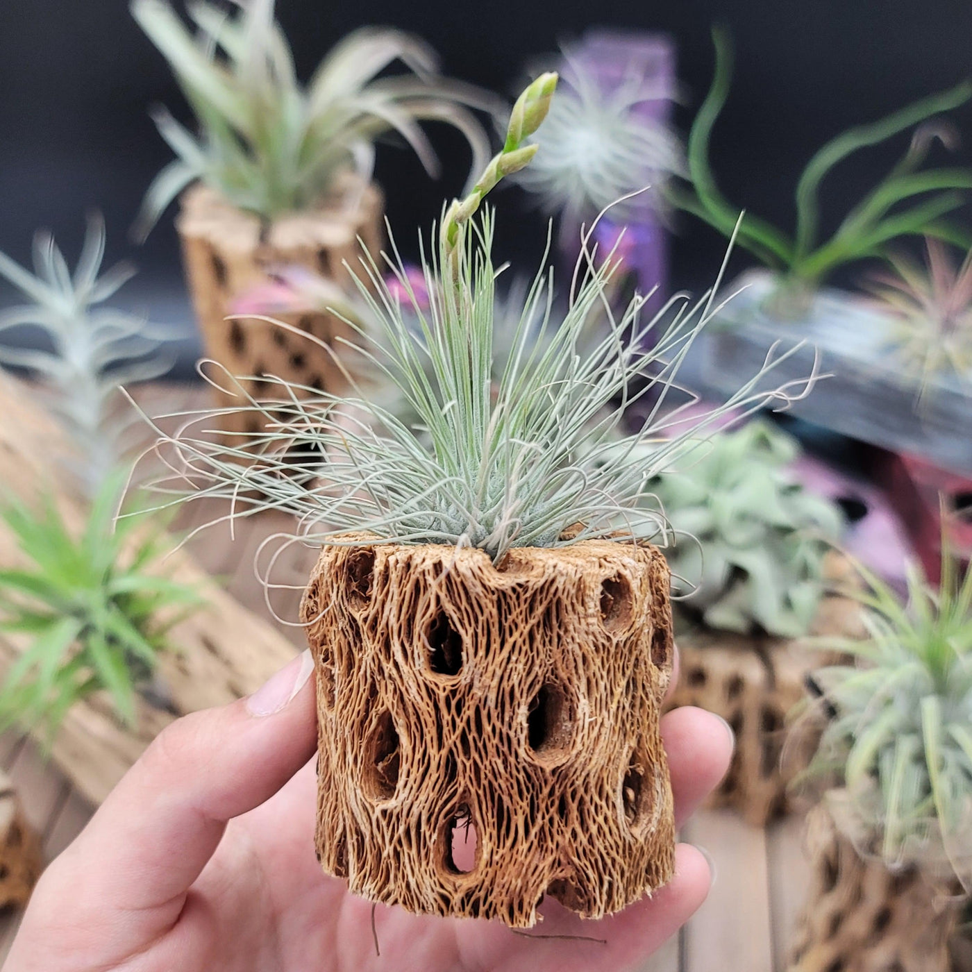 dunking air plants Tillandsia Filifolia
