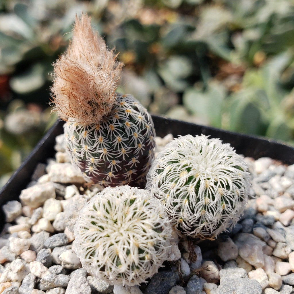 Frailea buenekeri subs.Densispina