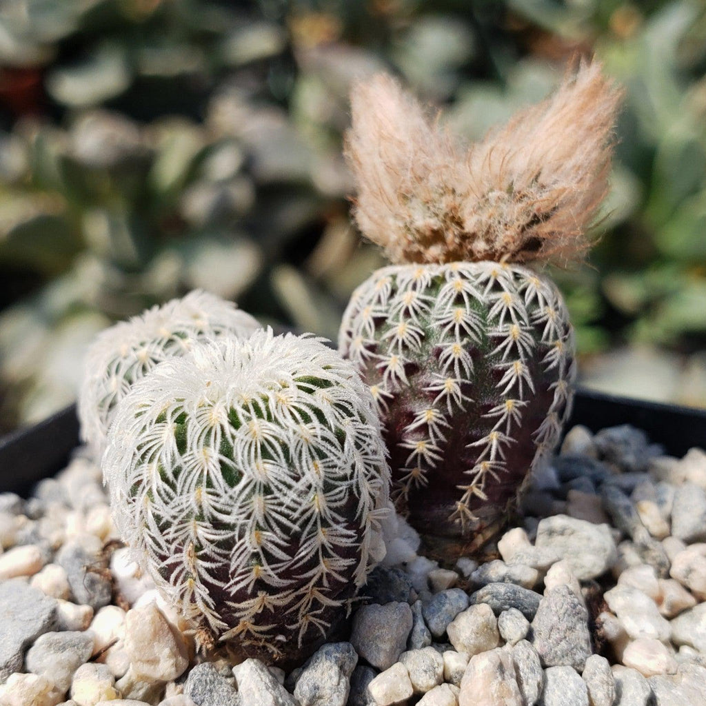 Frailea buenekeri subs.Densispina