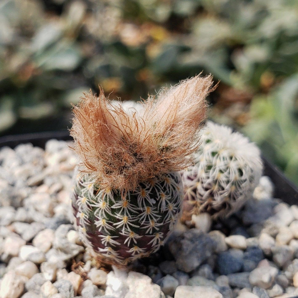 Frailea buenekeri subs.Densispina