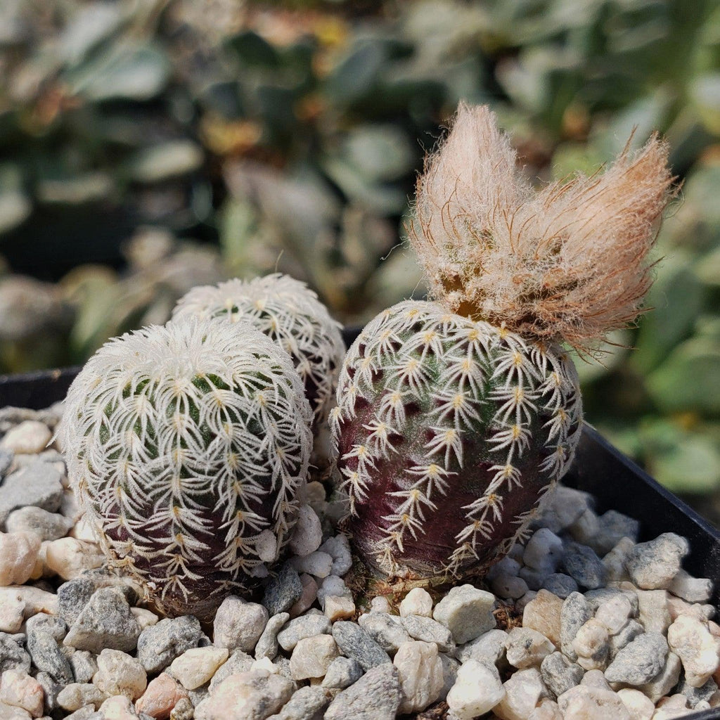 Frailea buenekeri subs.Densispina