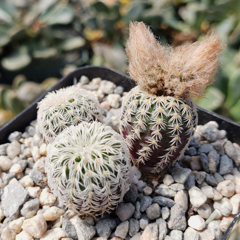 Frailea buenekeri subs.Densispina