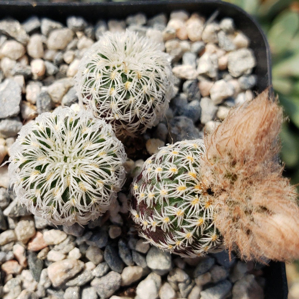 Frailea buenekeri subs.Densispina