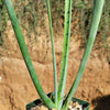 Furcraea macdougallii