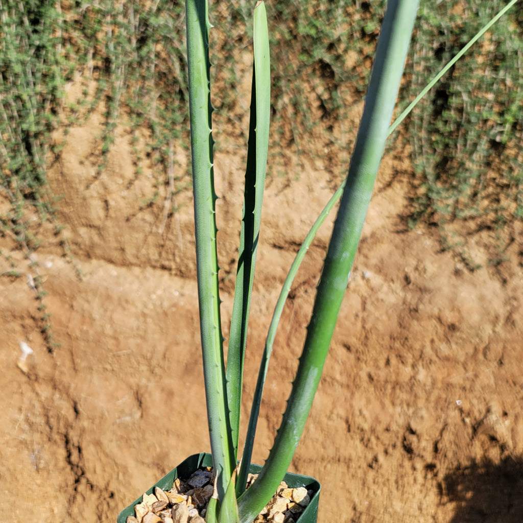 Furcraea macdougallii