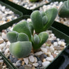 Gibbaeum dispar mesembs