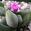 Gibbaeum dispar mesembs