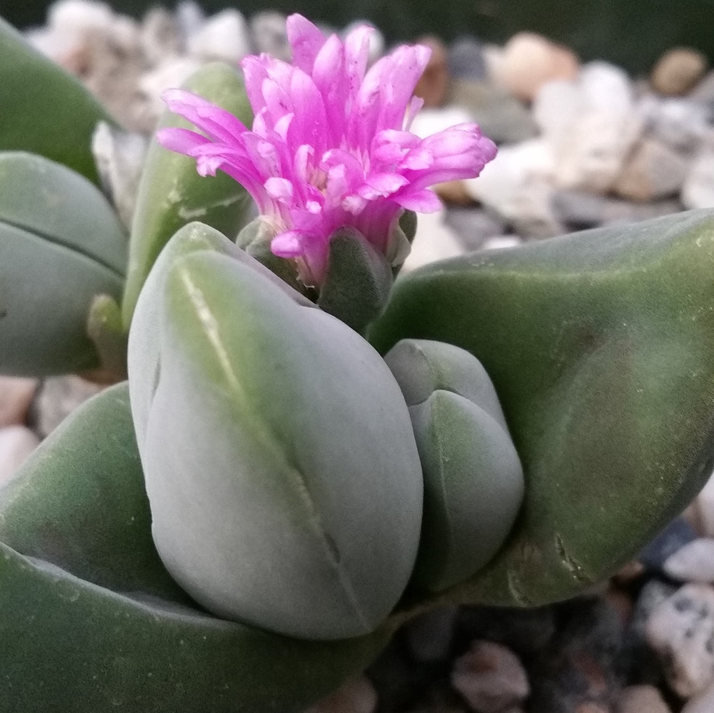 Gibbaeum dispar mesembs