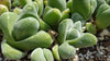 Gibbaeum dispar mesembs