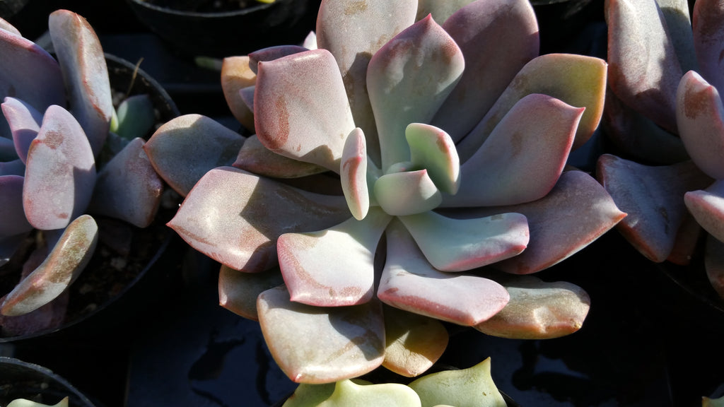 Graptoveria Debbie