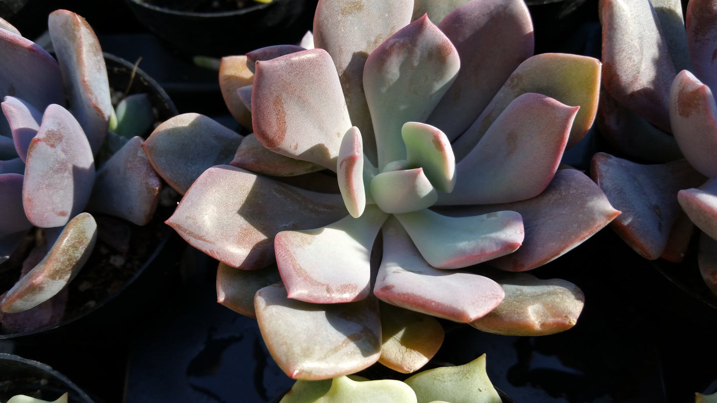 graptoveria debbie succulent Succulent| Graptoveria Debbie| Planet Desert