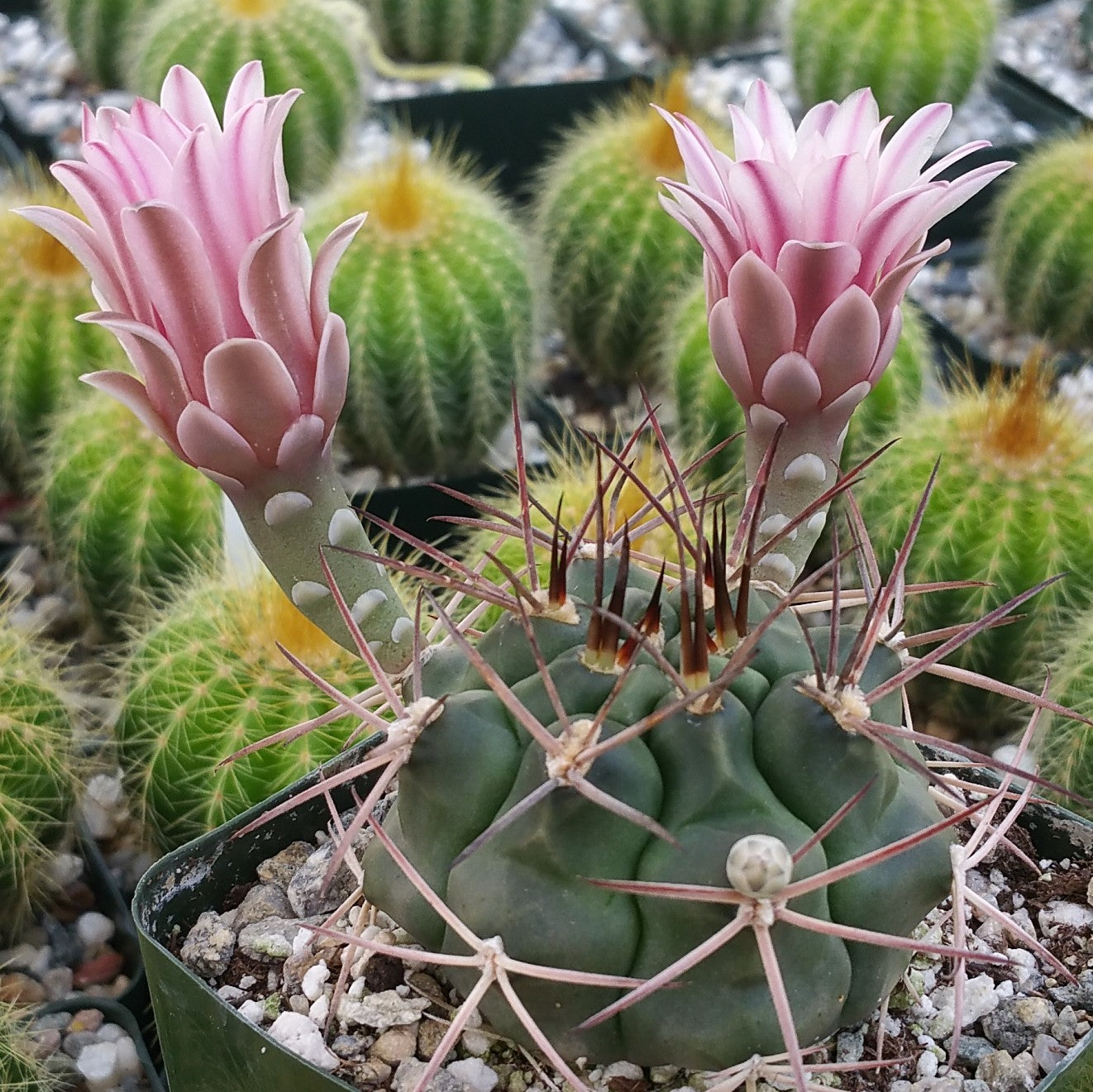 Gymnocalycium schickendantzii