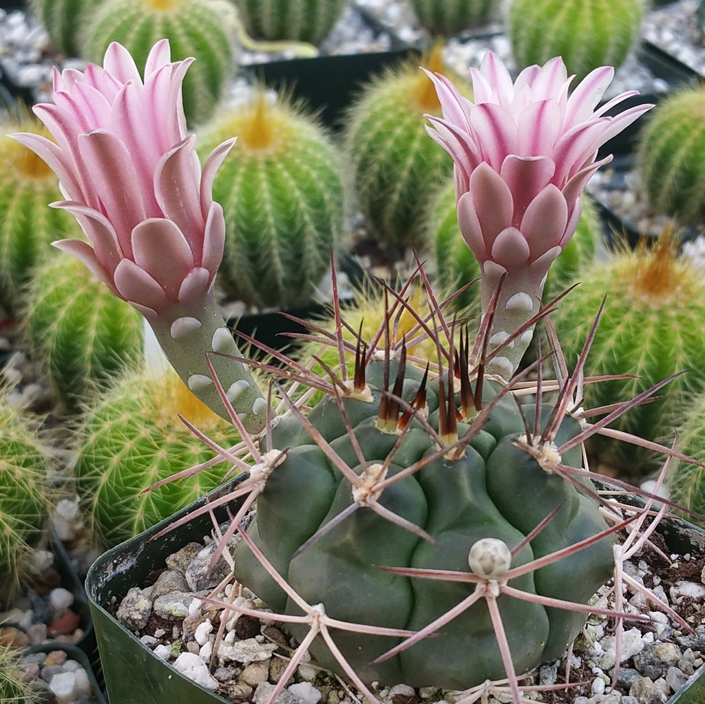 Gymnocalycium schickendantzii – Planet Desert