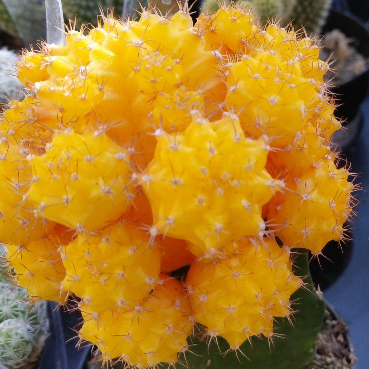 Yellow Grafted Moon Cactus - Gymnocalycium mihanovichii Hibotan