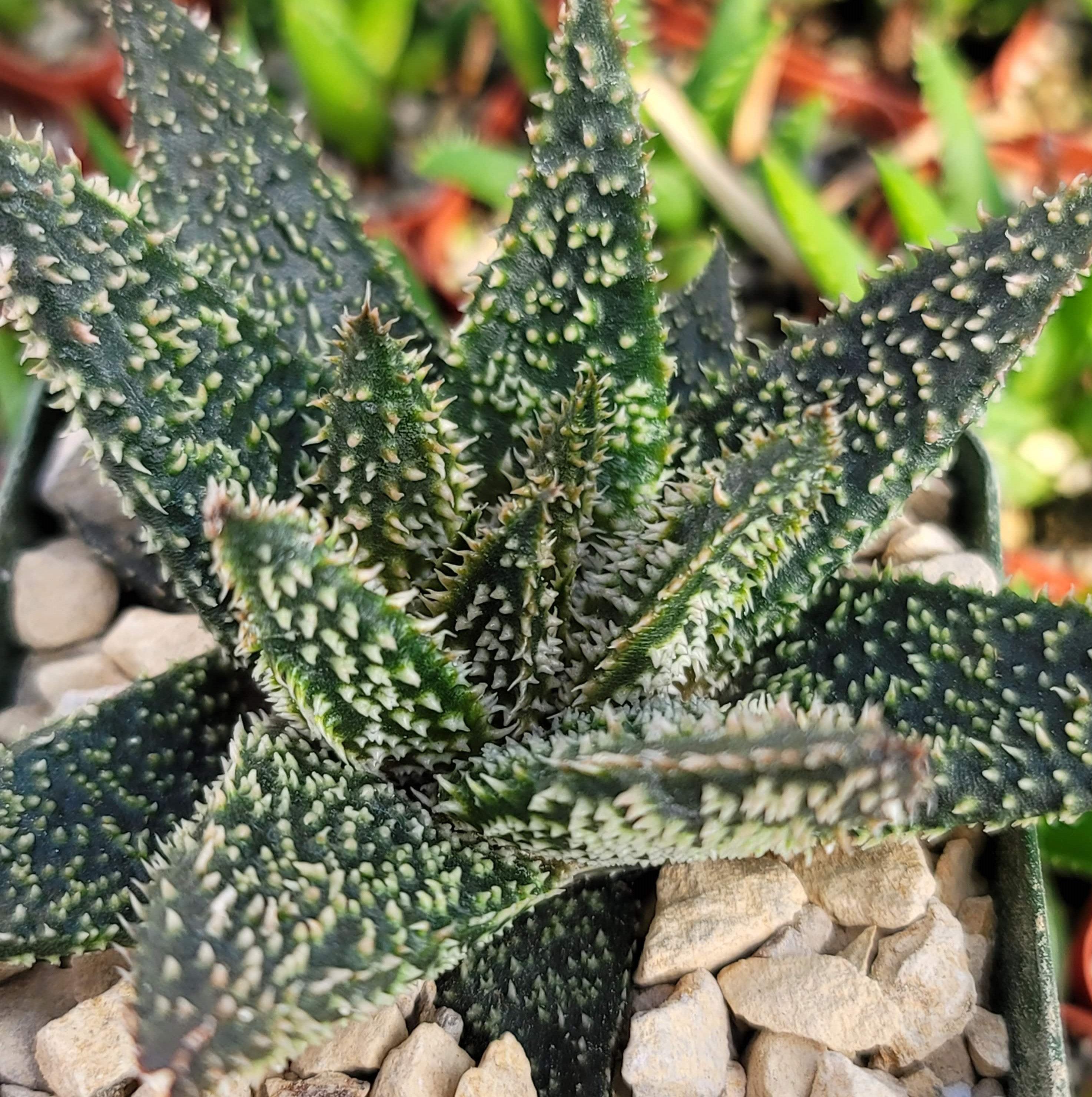 Aloe Gasteraloe Tarantula