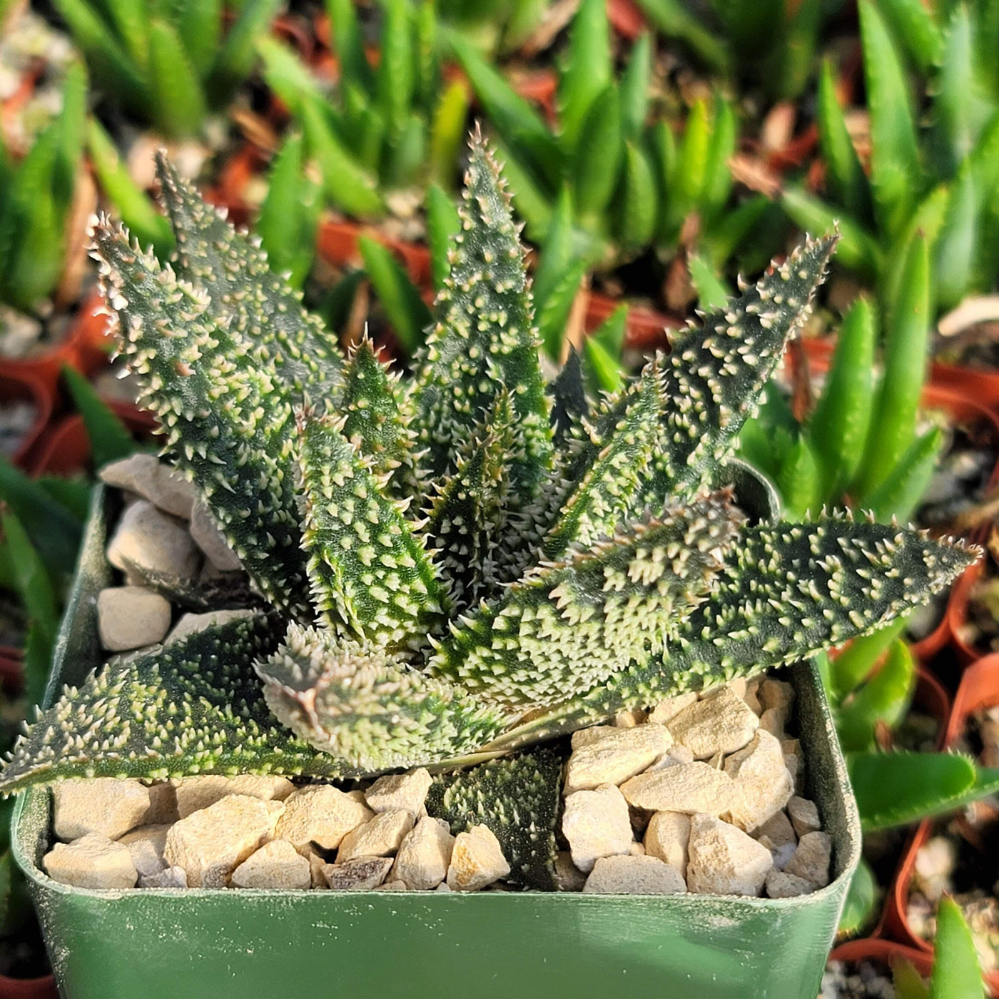 Aloe Gasteraloe Tarantula