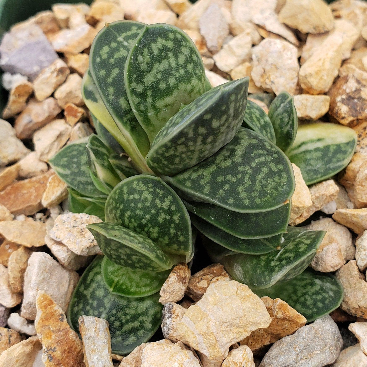 Gasteria minima variegata