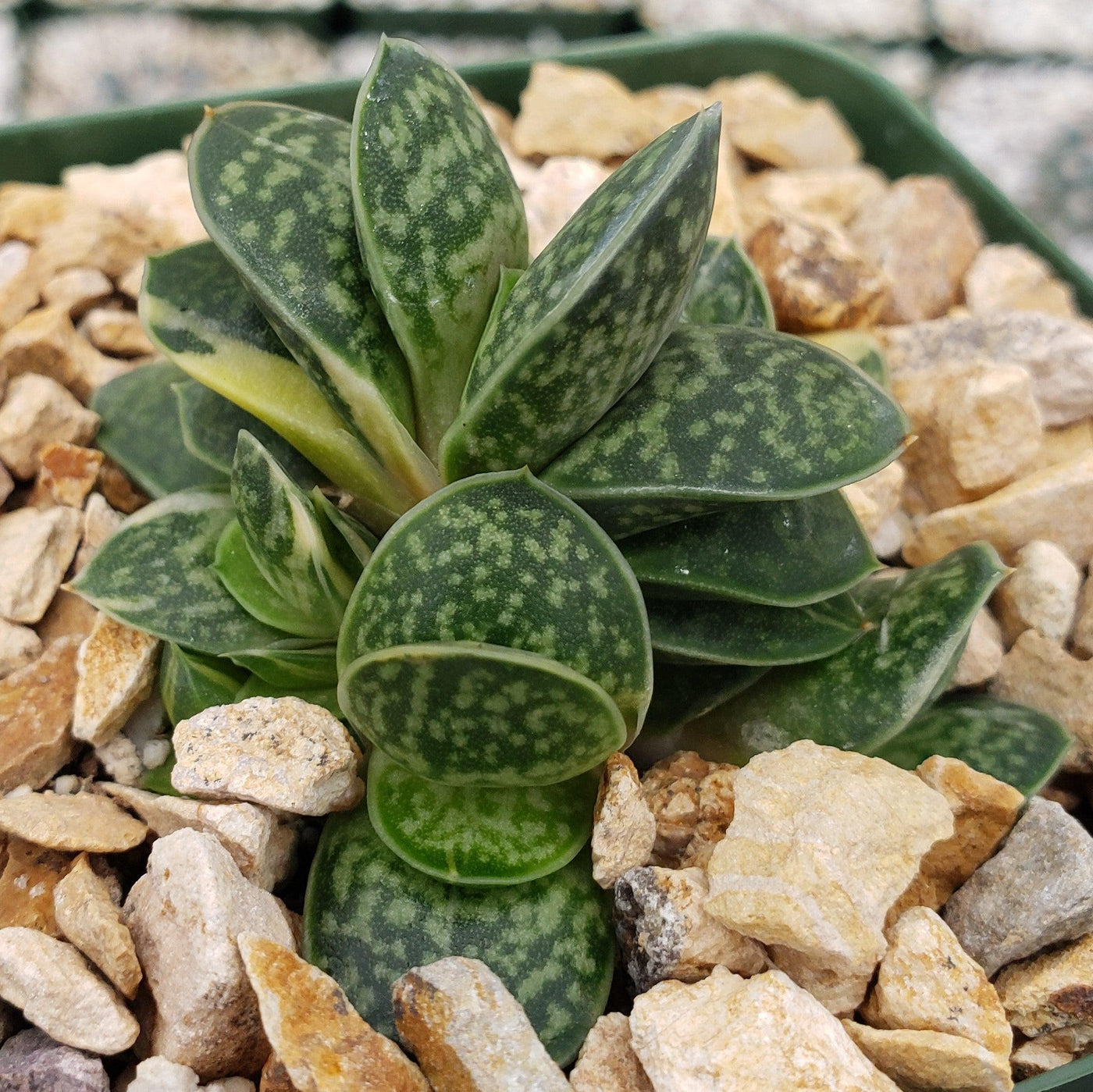 Gasteria minima variegata