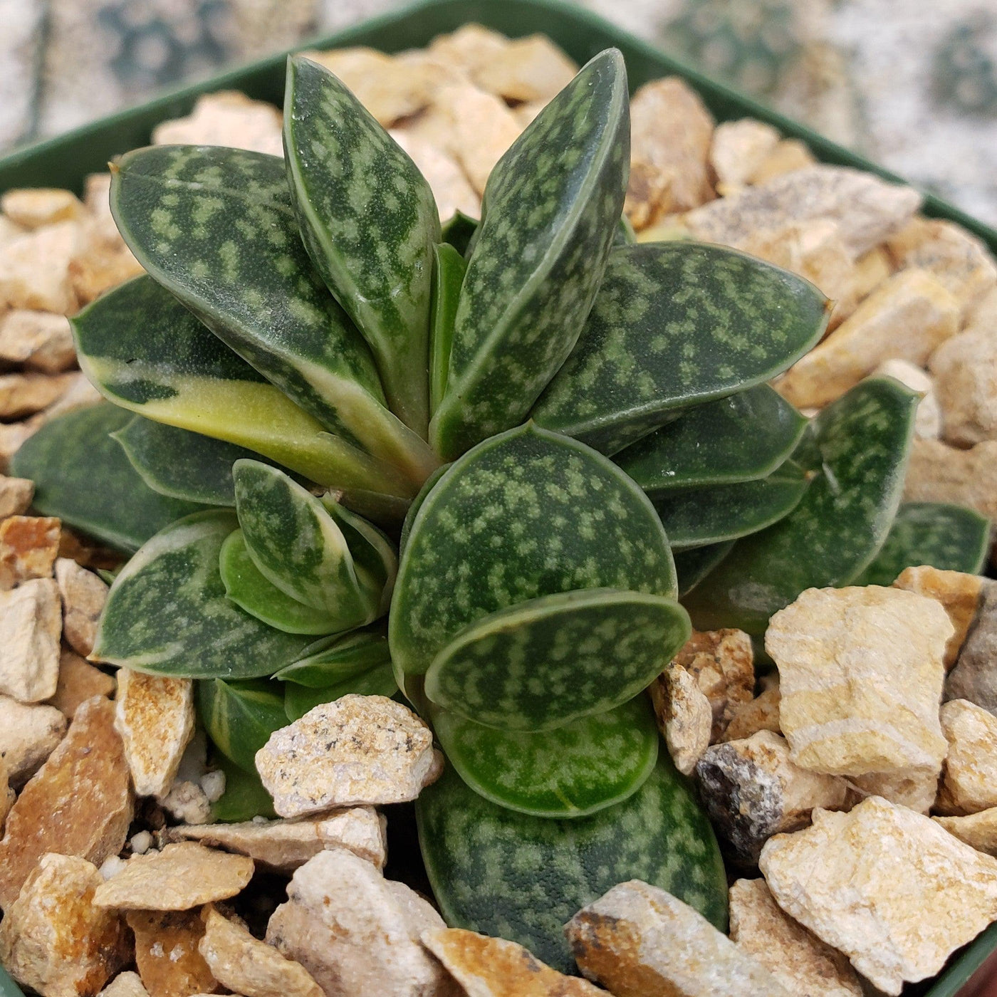 Gasteria minima variegata