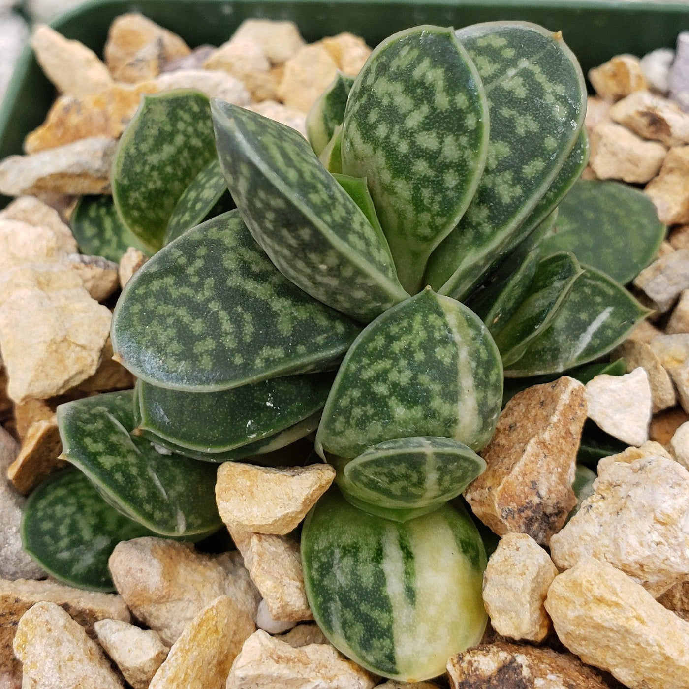 Gasteria minima variegata