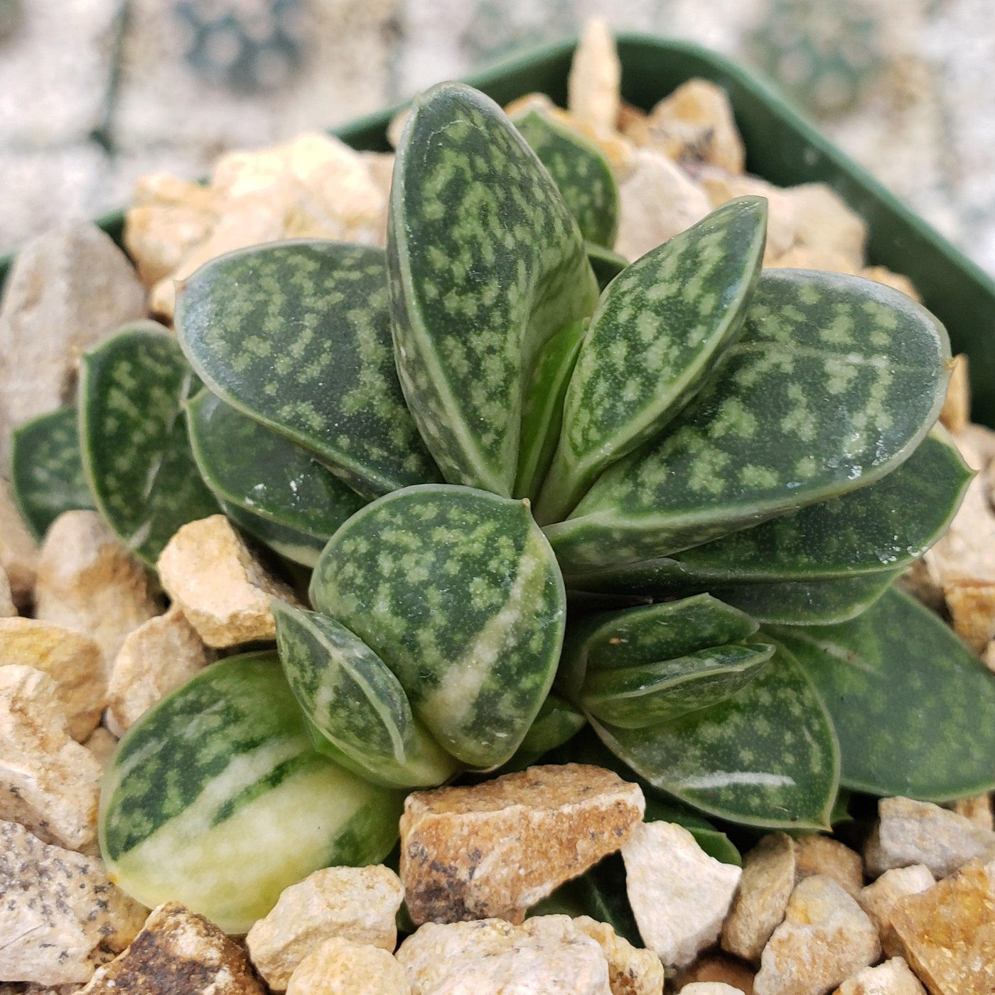 Gasteria minima variegata