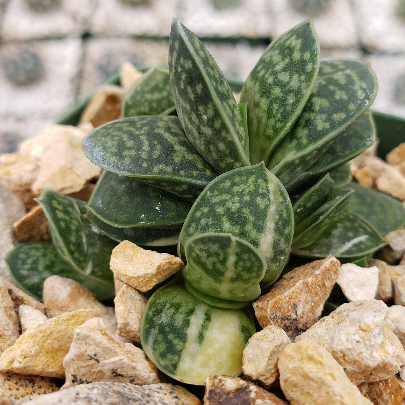 Gasteria minima variegata