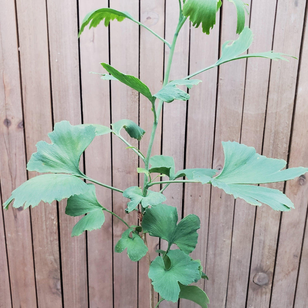 Ginkgo biloba