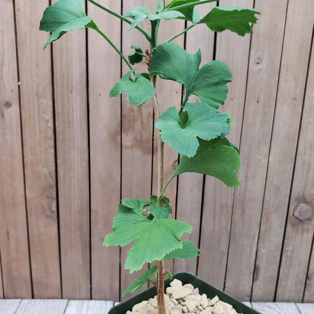 Ginkgo biloba