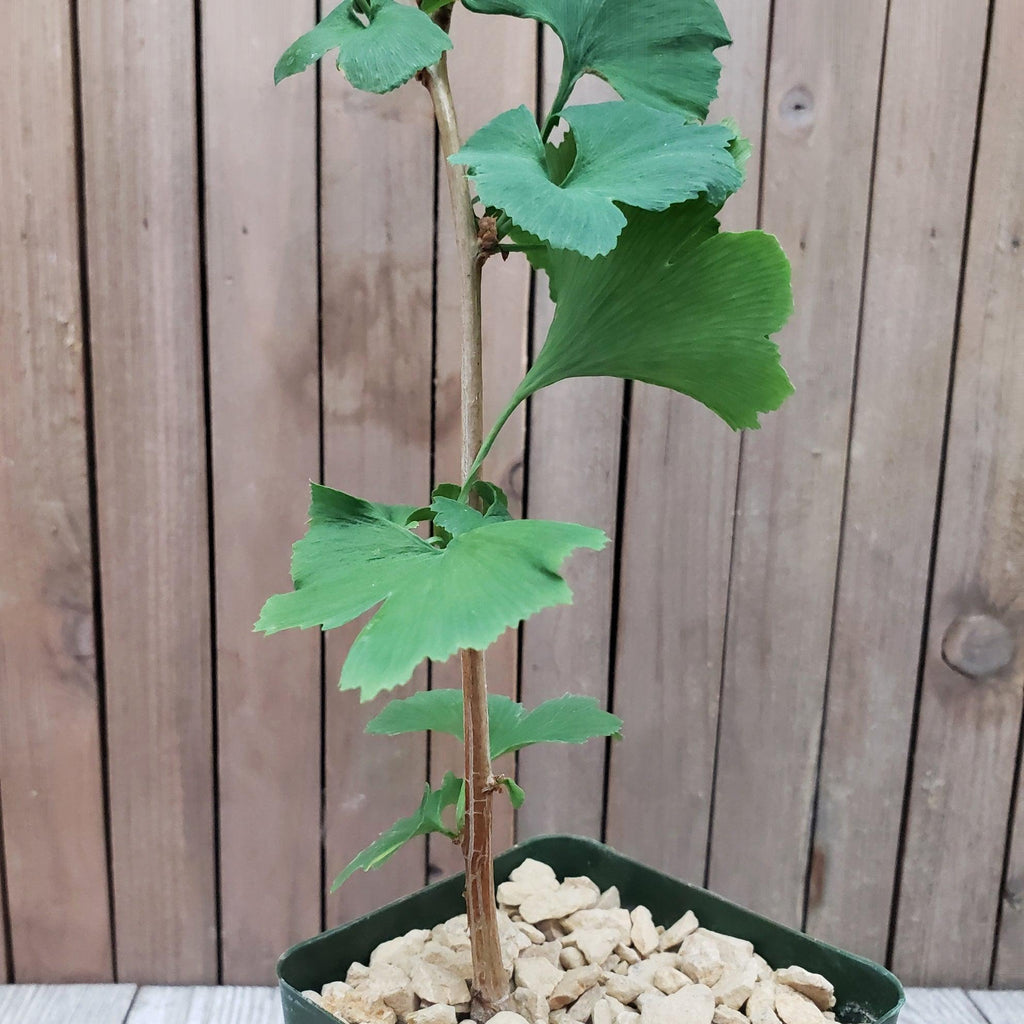 Ginkgo biloba
