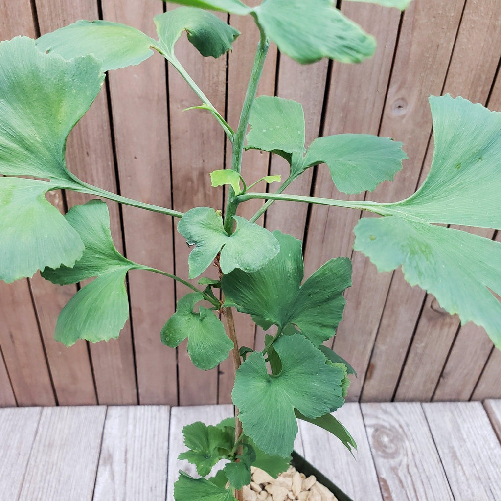 Ginkgo biloba